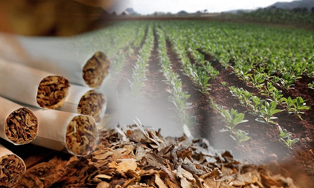 Mercado de Tabaco